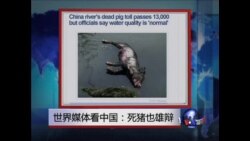 世界媒体看中国: 死猪也雄辩 世界媒体看中国: 死猪也雄辩