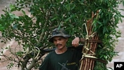 In photo taken Friday, Aug. 19, 2011, a Shan man carries trees he dug from the forest to replant at his home along a dirt road in Doi Tai Leng in southern Shan state, Myanmar.