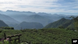 阿里山人说,有座山很像一头大象,你看见了吗?