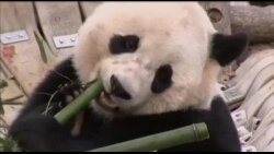 大熊猫宝宝今天离开首都华盛顿启程回中国 大熊猫宝宝今天离开首都华盛顿启程回中国