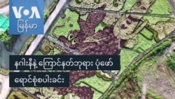 နဂါးနီနဲ့ ကြောင်နတ်ဘုရား ပုံဖော် ရောင်စုံစပါးခင်း နဂါးနီနဲ့ ကြောင်နတ်ဘုရား ပုံဖော် ရောင်စုံစပါးခင်း