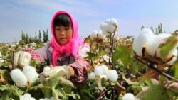 Mỹ đưa Việt Nam vào danh sách theo dõi về lao động trẻ em, cưỡng bức Mỹ đưa Việt Nam vào danh sách theo dõi về lao động trẻ em, cưỡng bức