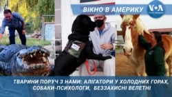 Зі світу тварин. Вікно в Америку Зі світу тварин. Вікно в Америку