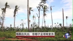 海燕台风后,菲椰子业艰难复苏 海燕台风后,菲椰子业艰难复苏
