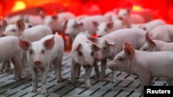 资料照:法国布耶梅纳尔一家养猪场的小猪。