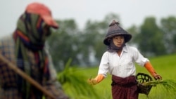 ရခိုင်ပြည်နယ် လယ်သမားသမဂ္ဂဖွဲ့စည်းရေး ကြိုးပမ်း ရခိုင်ပြည်နယ် လယ်သမားသမဂ္ဂဖွဲ့စည်းရေး ကြိုးပမ်း