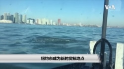 纽约市成为新的赏鲸地点 纽约市成为新的赏鲸地点