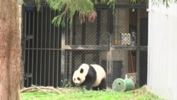 大熊猫美香接受人工授精 或迎第四胎 大熊猫美香接受人工授精 或迎第四胎