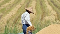 ကိုဗစ်ကာလ မြန်မာ့စိုက်ပျိုးရေးအတွက် အချိန်ပေးရမယ့် ရေအစီအမံ ကိုဗစ်ကာလ မြန်မာ့စိုက်ပျိုးရေးအတွက် အချိန်ပေးရမယ့် ရေအစီအမံ