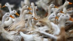 H5N1 ကြက်ငှက်တုပ်ကွေး သတိပြုစရာ H5N1 ကြက်ငှက်တုပ်ကွေး သတိပြုစရာ