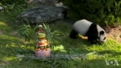 法国出生的第一只熊猫圆梦过一岁生日 法国出生的第一只熊猫圆梦过一岁生日