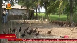 Cúm gia cầm H5N1 xuất hiện ở Hà Nam Cúm gia cầm H5N1 xuất hiện ở Hà Nam