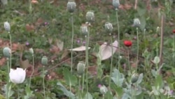 缅甸鸦片种植区毒瘾泛滥 缅甸鸦片种植区毒瘾泛滥