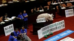资料照:台湾国民党在立法会现场摆放一头猪模型以反对开放美猪进口。(2016年5月31日)