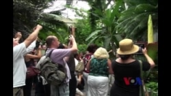 美国家植物园恶臭巨花令游客趋之若鹜 美国家植物园恶臭巨花令游客趋之若鹜