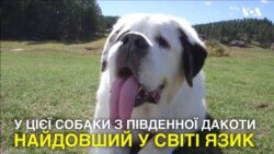 Собака потрапив до Книги рекордів Гіннеса через найдовший у світі язик. Відео Собака потрапив до Книги рекордів Гіннеса через найдовший у світі язик. Відео