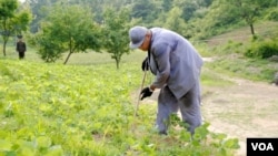 2013年6月,裴埈皓在朝鲜卫兵的监视下在农田里劳动。