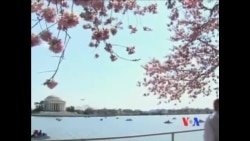 华盛顿特区樱花吸引百万游人 华盛顿特区樱花吸引百万游人