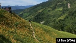 夏天是台东县金针山上鲜花盛开的季节(美国之音记者黎堡摄)