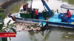Cá chết trắng kênh Nhiêu Lộc ở Sài Gòn Cá chết trắng kênh Nhiêu Lộc ở Sài Gòn