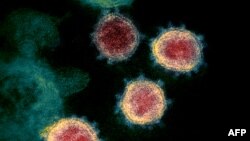 美国国家过敏及传染性疾病研究所发布电子显微镜下的新冠病毒 (SARS-CoV-2) 图像 (路透社)