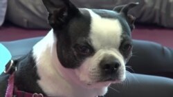 全家练犬伽:人狗双修的开心瑜伽课 全家练犬伽:人狗双修的开心瑜伽课