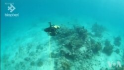 水下机器人为受损珊瑚重新播种 水下机器人为受损珊瑚重新播种