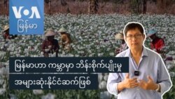 မြန်မာဟာ ကမ္ဘာမှာ ဘိန်းစိုက်ပျိုးမှု အများဆုံးနိုင်ငံဆက်ဖြစ်
 မြန်မာဟာ ကမ္ဘာမှာ ဘိန်းစိုက်ပျိုးမှု အများဆုံးနိုင်ငံဆက်ဖြစ်