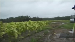 Яку шкоду фермерам наніс ураган «Флоренс». Відео Яку шкоду фермерам наніс ураган «Флоренс». Відео