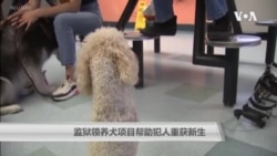 监狱领养犬项目帮助犯人重获新生 监狱领养犬项目帮助犯人重获新生