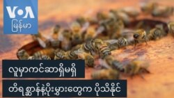 လူမှာကင်ဆာရှိမရှိ တိရစ္ဆာန်နဲ့ပိုးမွှားတွေက ပိုသိနိုင် လူမှာကင်ဆာရှိမရှိ တိရစ္ဆာန်နဲ့ပိုးမွှားတွေက ပိုသိနိုင်