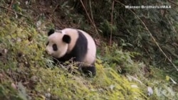 美中科学家共同努力 让大熊猫重归大自然 美中科学家共同努力 让大熊猫重归大自然