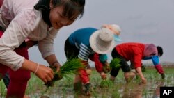资料照片:2019年5月,朝鲜农民在田里插秧。