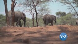 Botswana နိုင်ငံ ဆင်ရိုင်းကြီးတွေ အန္တရယ် Botswana နိုင်ငံ ဆင်ရိုင်းကြီးတွေ အန္တရယ်
