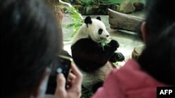 资料照片:一名游客在台北动物园为一只中国大熊猫拍照。(2022年10月28日)