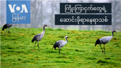 ကြိုးကြာငှက်တွေရဲ့ ဆောင်းခိုရာနေရာသစ်
  ကြိုးကြာငှက်တွေရဲ့ ဆောင်းခိုရာနေရာသစ်