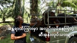 အထောက်အပံ့နည်းနည်းနဲ့ အန္တရာယ်တွေကြားမှာအလုပ်လုပ်နေကြတဲ့ဆီအုန်းလုပ်သားများ
 အထောက်အပံ့နည်းနည်းနဲ့ အန္တရာယ်တွေကြားမှာအလုပ်လုပ်နေကြတဲ့ဆီအုန်းလုပ်သားများ