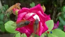 ပုရစ်မျိုးနွယ် Cicada နဲ့ ထူးခြားဖြစ်စဉ် ကဗျာပြိုင်ပွဲ ပုရစ်မျိုးနွယ် Cicada နဲ့ ထူးခြားဖြစ်စဉ် ကဗျာပြိုင်ပွဲ