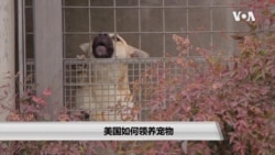 美国如何领养宠物 美国如何领养宠物