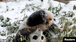 华盛顿动物园的熊猫宝宝在雪地中玩耍(2015年1月27日)