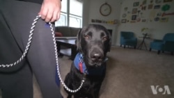 忠诚的伙伴:协助犬如何改变生活 忠诚的伙伴:协助犬如何改变生活