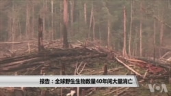 报告:全球野生生物数量40年间大量消亡 报告:全球野生生物数量40年间大量消亡