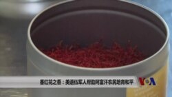 番红花香:美退伍军人帮阿富汗农民培育和平 番红花香:美退伍军人帮阿富汗农民培育和平