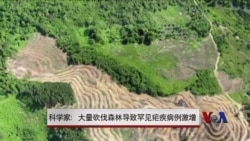 科学家:大量砍伐森林导致罕见疟疾病例激增 科学家:大量砍伐森林导致罕见疟疾病例激增