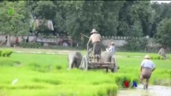 ရေဘေးသင့် မိုးစပါးနဲ့ ယာခင်းများ ပြန်ထူထောင်ရန်ခက် “လယ်ယာစီးပွားသတင်း” ရေဘေးသင့် မိုးစပါးနဲ့ ယာခင်းများ ပြန်ထူထောင်ရန်ခက် “လယ်ယာစီးပွားသတင်း”