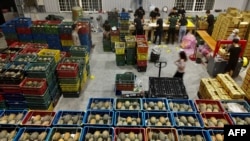 资料照:台湾屏东的工人正在一个货仓里整理装箱凤梨。(2021年3月16日)