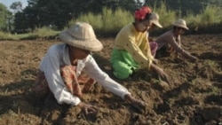 မိုခါမုန်တိုင်းသင့်ရခိုင်တောင်သူတွေအတွက် မျိုးစပါးဖြန့်ဝေပေး မိုခါမုန်တိုင်းသင့်ရခိုင်တောင်သူတွေအတွက် မျိုးစပါးဖြန့်ဝေပေး