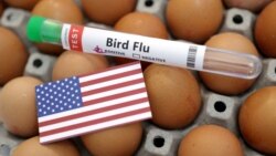 Ціни на яйця в США досягли рекордів через пташиний грип. Відео Ціни на яйця в США досягли рекордів через пташиний грип. Відео