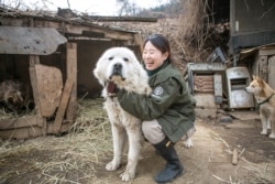国际人道协会韩国办事处《终结狗肉交易运动》经理金娜拉(Nara Kim)(照片提供:金娜拉)