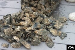 养殖成熟了的牡蛎 (VOA卫视袁美拍摄)
